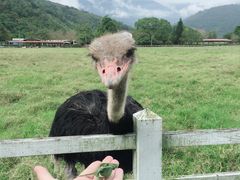 -瑞穗牧场