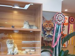 -猫十亿·布偶金渐层·曼基康矮脚猫舍(青年路店)