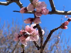 -桃花堤公园
