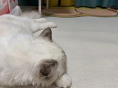 -御宝贝·A梦猫科宠物医院(国际猫友好医院)