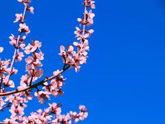 -桃花堤公园
