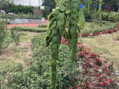 -广西壮族自治区药用植物园