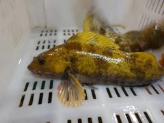 -怡情荟•海鲜青岛菜(五四广场旗舰店)