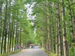 -日照海滨国家森林公园