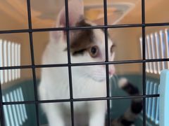 -嘉馨宠物医院·CT影像转诊·心脏科·犬猫全科诊疗中心(下沙大学城院区)