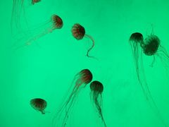 -沈阳海洋探索中心