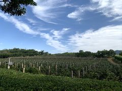 -北京张裕爱斐堡酒庄