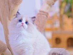 -70cat德文卷毛猫·缅因猫纯种猫舍