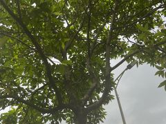 -火炉山森林公园