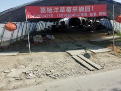 -喜杨洋草莓采摘园