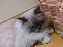 -滚猫咖啡·猫咖·猫友好撸猫(未来城店)