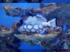 -海合安武汉极地海洋公园