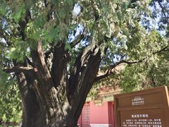 -北京市劳动人民文化宫(太庙)