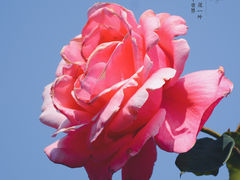 -香蜜公园