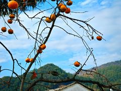 -武汉姚家山旅游景区