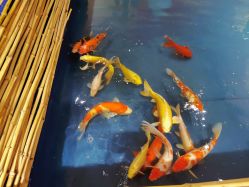 -造物庄园 萌宠纪(苏州湾歌林公园店)