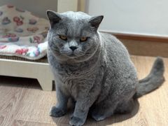 -有猫主题·治愈系猫咖(曾厝垵店)