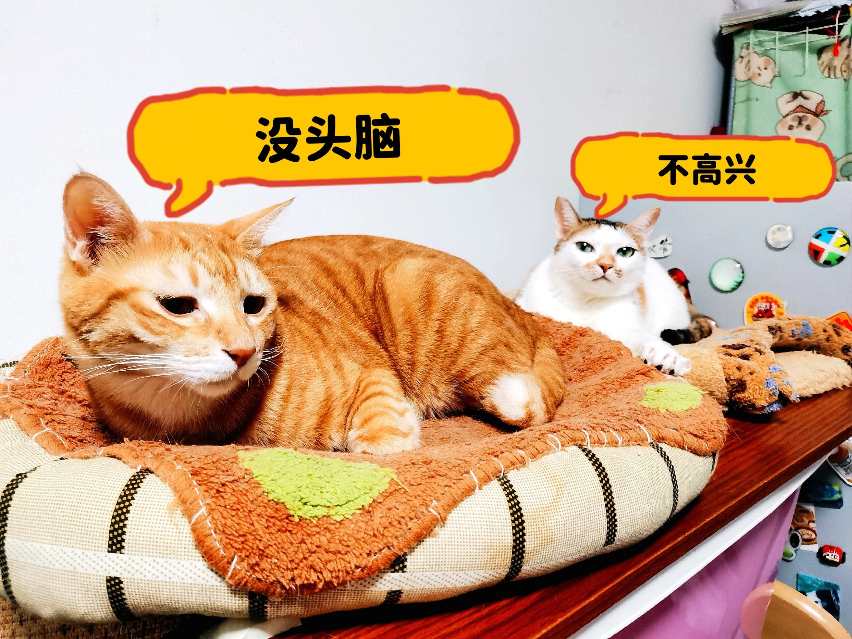 猫咪日常 | 没头脑 vs 不高兴[尴尬]