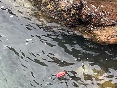 -东澳岛