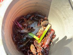 -同銮特种养殖场·龙虾垂钓