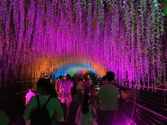 -大塘金香草谷