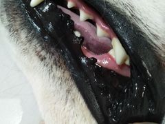 -Oh My Dog宠物沙龙(伊珊娜皮毛护理店)