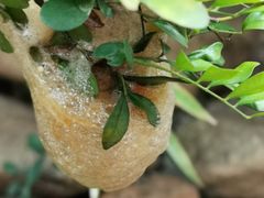 -云溪植物园