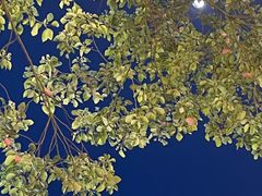 -Mammamia意大利餐厅(阳春巷店)