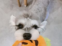 -小尾巴宠物店(万科·金域华庭店)