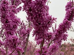 -石家庄市植物园