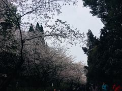 -武汉大学-樱园