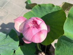 -莲花池公园
