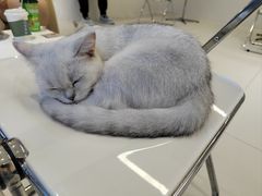 -怪兽屋·羊驼·猫咖·狗咖(俊华广场店)