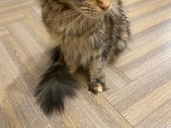 -酷豆宠物咖啡·宠物美食·撸猫馆