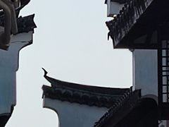 -召稼楼古镇