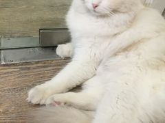 -小时光咖啡馆(开森度假森林店)