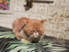 -平行世界·猫咖(首经贸店)
