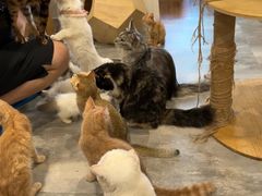 -楼上猫咖(罗湖店)