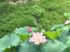 -月湖风景区