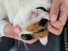 -美联众合动物医院·24h京西诊疗中心