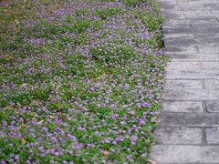 -福建鲤鱼洲酒店