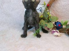 -十年猫舍·猫咪专门店(普陀店)