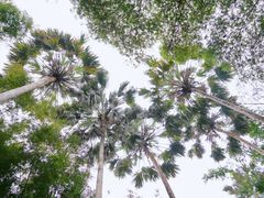 -中国科学院西双版纳热带植物园