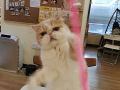 -滚猫咖啡·猫咖·猫友好撸猫(未来城店)
