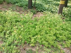 -黑龙江省森林植物园