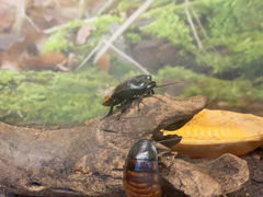 -上海大自然野生昆虫馆