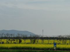 -西京湾花海