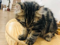 -李小姐の猫咖啡馆(五角场店)