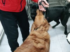 -宠福鑫康馨动物医院·骨科·眼科