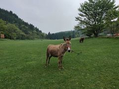 -武陵山森林公园